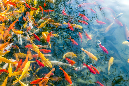 魚群 觀賞魚 錦鯉