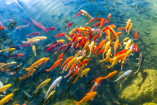 魚(yú)群 觀賞魚(yú) 錦鯉