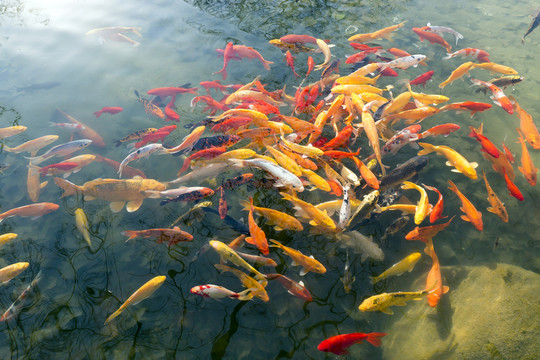 魚群 觀賞魚 錦鯉