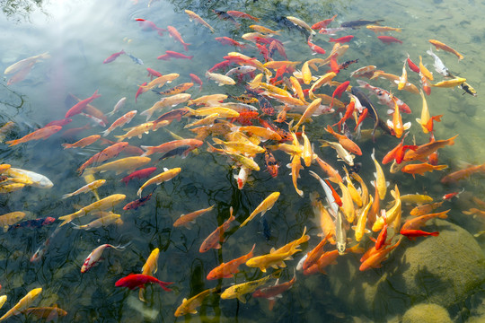 魚(yú)群 觀賞魚(yú) 錦鯉