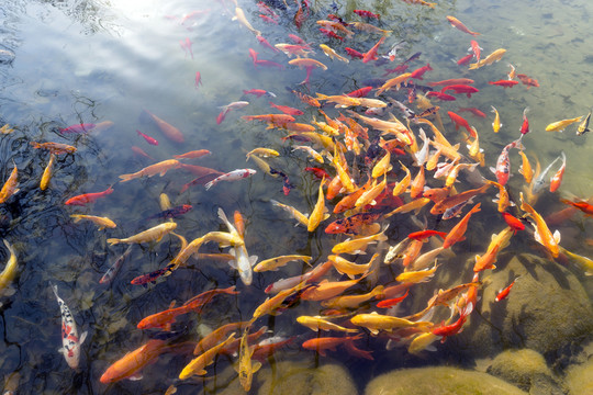 魚群 觀賞魚 錦鯉