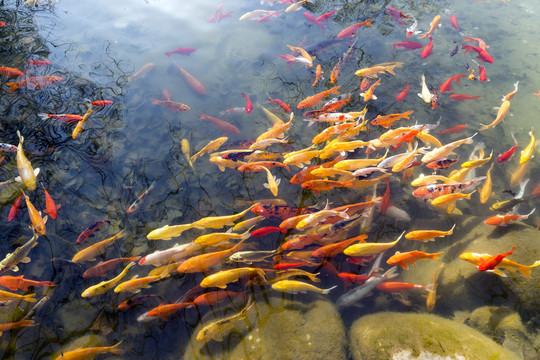 魚群 觀賞魚 錦鯉
