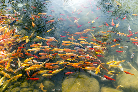 魚群 觀賞魚 錦鯉