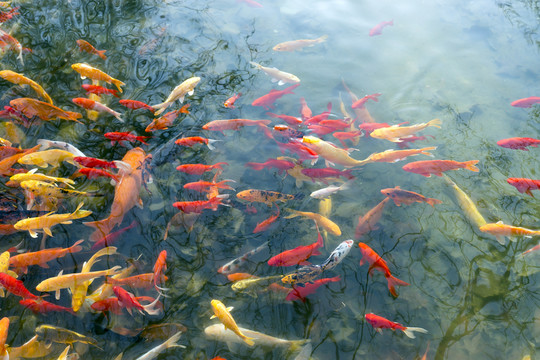 魚群 觀賞魚 錦鯉