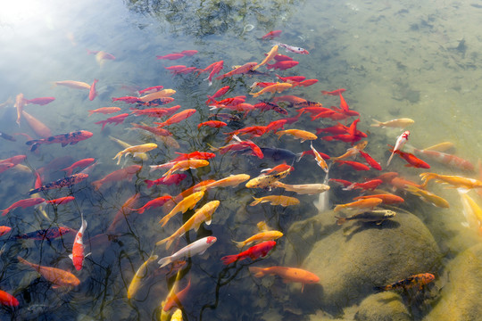 魚(yú)群 觀賞魚(yú) 錦鯉