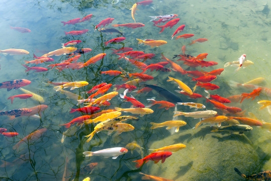 魚(yú)群 觀賞魚(yú) 錦鯉