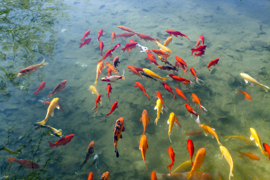 魚(yú)群 觀賞魚(yú) 錦鯉