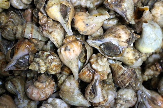 海鮮 美食 海螺 貝殼 貝類