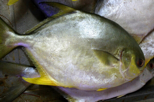 海鮮 美食 金鯧魚