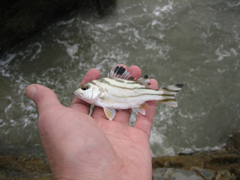 放生海釣漁獲
