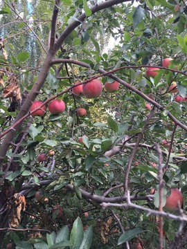 紅蘋果樹