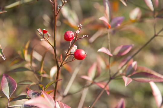 野果 紅色果子