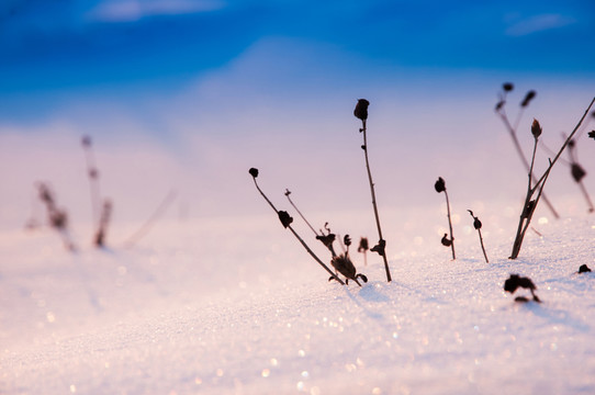 戈壁灘雪景