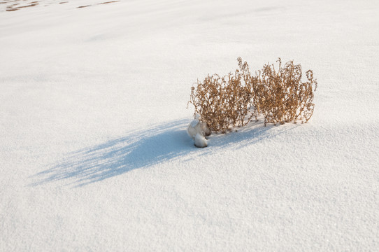 戈壁灘雪景