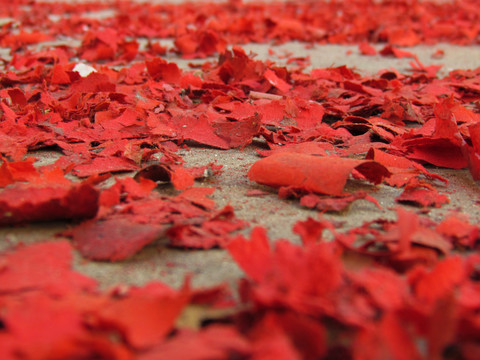 鞭炮紅衣
