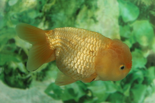 紅白虎頭 金魚