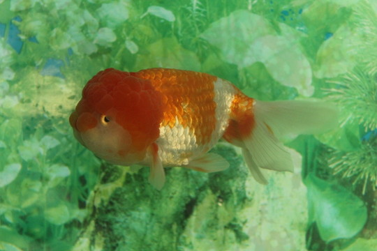 紅白虎頭 金魚
