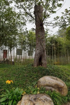 樹