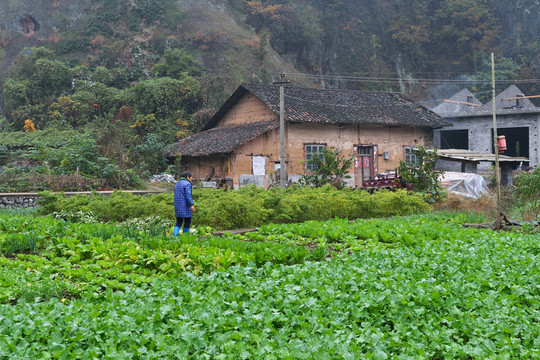 農(nóng)村風(fēng)光