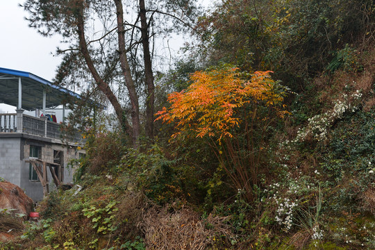 農(nóng)家后院
