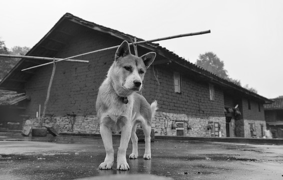 狗