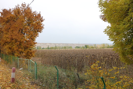 金秋田野
