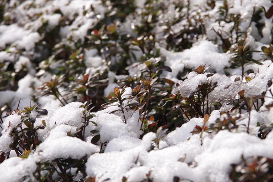 雪中即景