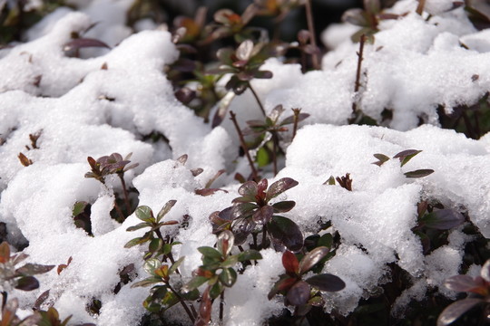 雪中即景