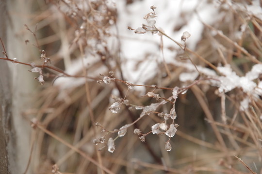 雪中即景