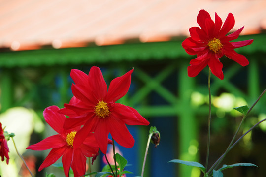 紅菊花