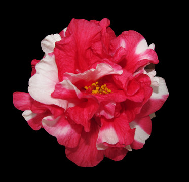 山茶花