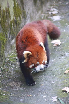 小熊貓