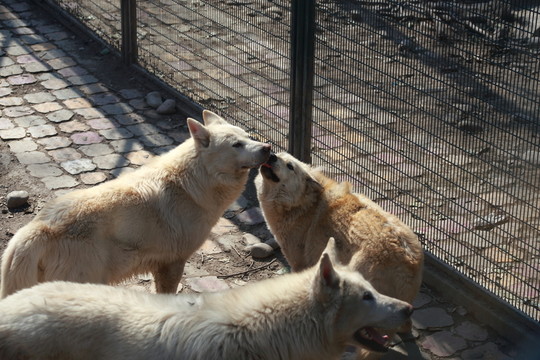 狼