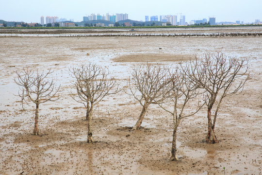 海邊枯樹