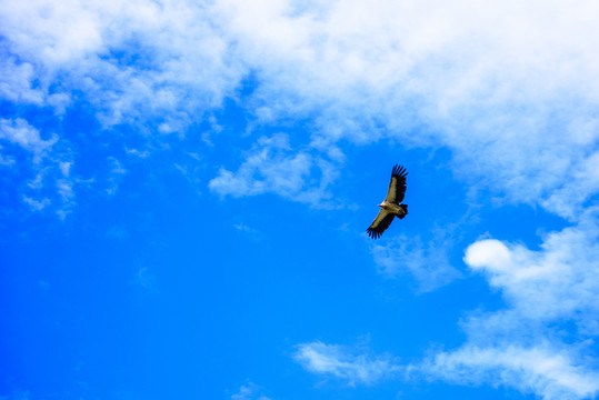 鷹擊長(zhǎng)空
