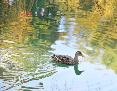 春江水暖鴨先知
