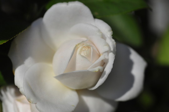 白色茶花