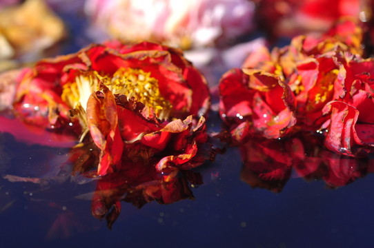 殘花之美