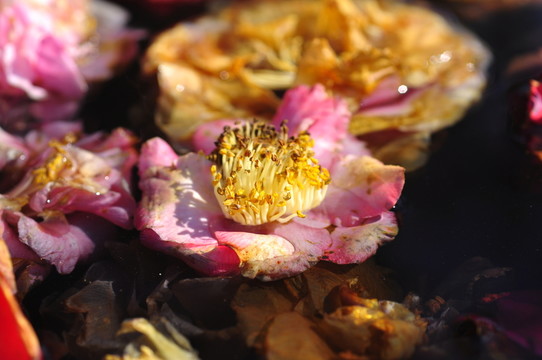 殘花之美