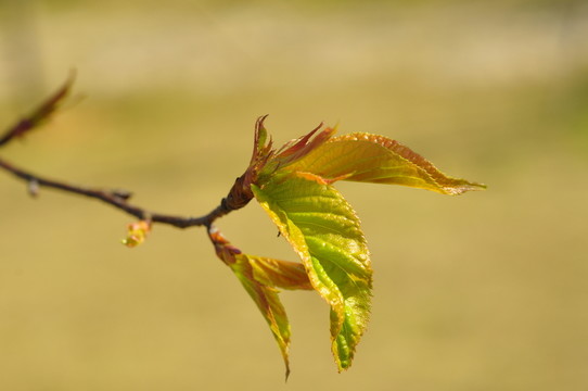 春芽