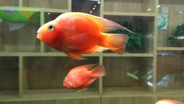 金魚 生態(tài)魚缸