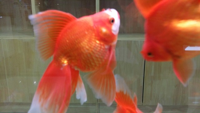 金魚 生態(tài)魚缸