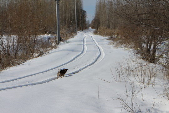 車轍 小狗