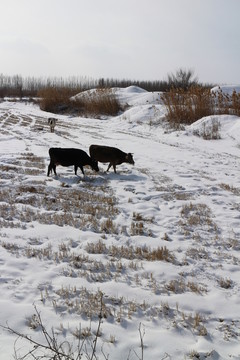 雪地牧牛
