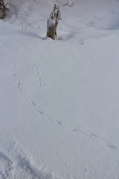 雪地爪印