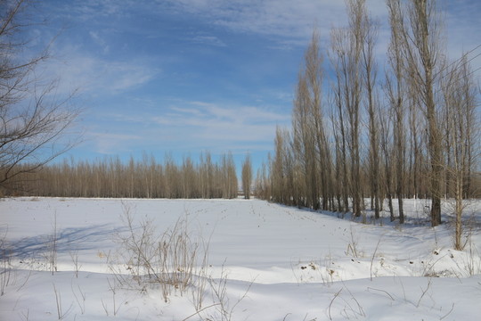 雪景樹林