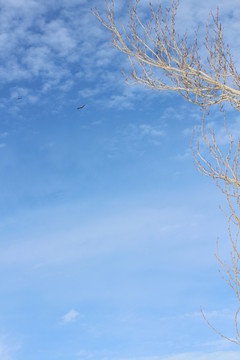 鷹擊長空
