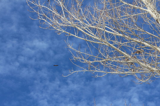 鷹擊長(zhǎng)空