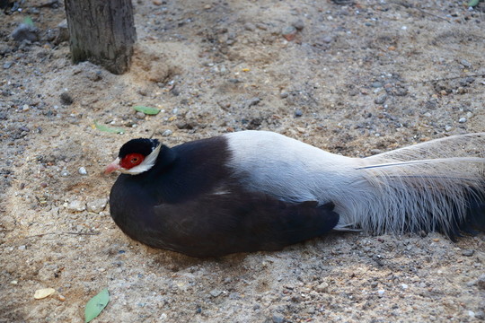 鳥類