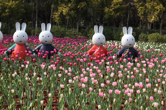 郁金花